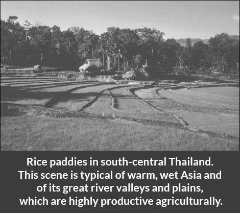 Rice-paddies-in-south-central-Thailand-culture-of-asian